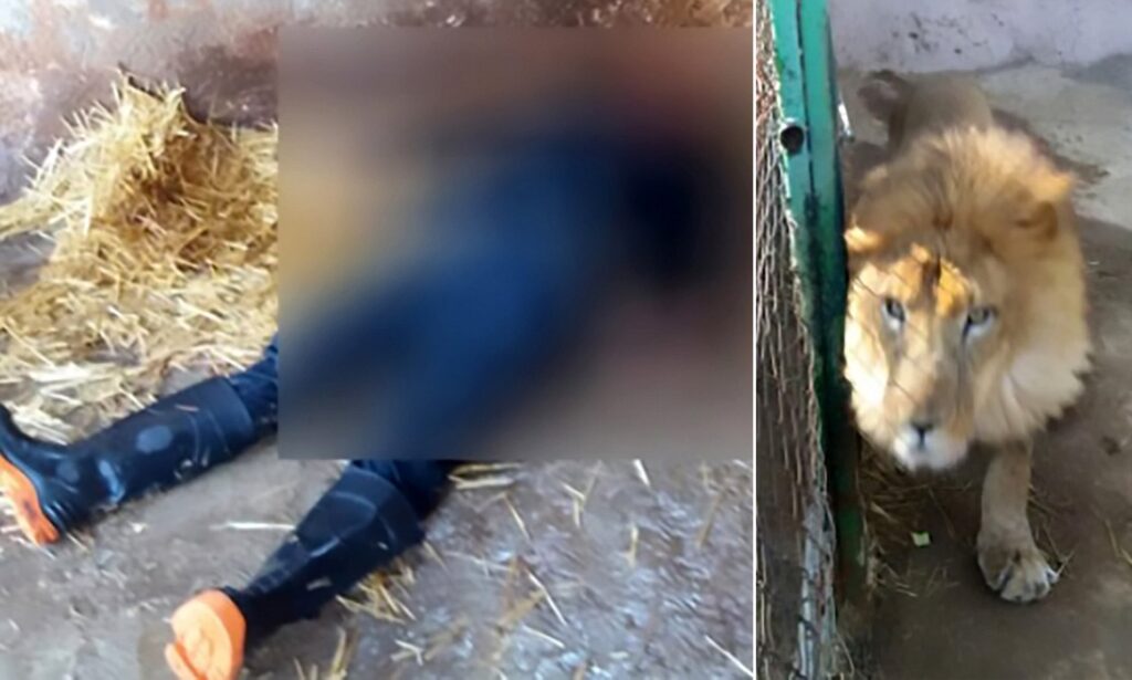 Zookeeper eaten alive