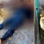 Zookeeper eaten alive