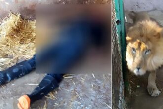 Zookeeper eaten alive