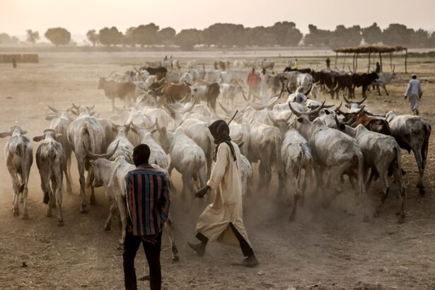Herder-farmer clashes in Nigeria kill at least 56
