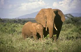 Farmer killed as elephants escape from Ogun State Forest Reserve