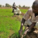 Farmers in Gombe abandon rice, maize cultivation over high fertiliser cost