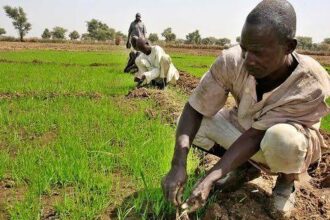 Farmers in Gombe abandon rice, maize cultivation over high fertiliser cost