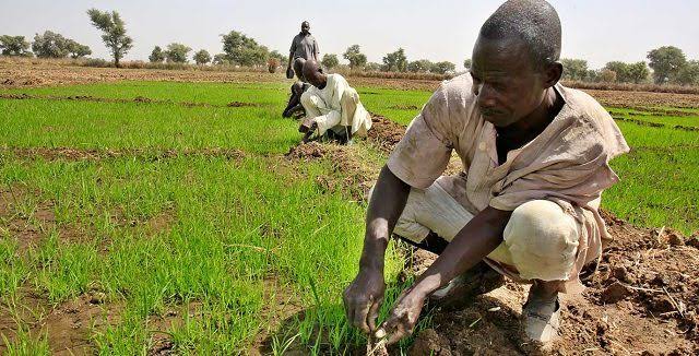 Farmers in Gombe abandon rice, maize cultivation over high fertiliser cost