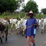 FG announces plan to establish cattle breeding centres across all regions
