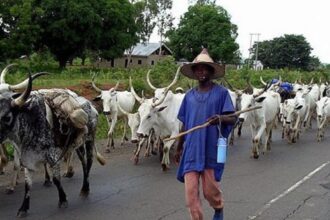 FG announces plan to establish cattle breeding centres across all regions