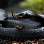 Tension in Daneji Quarters, Kano, as Snake Escapes From Ex-AGF Ahmad Idris’ House