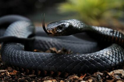 Tension in Daneji Quarters, Kano, as Snake Escapes From Ex-AGF Ahmad Idris’ House
