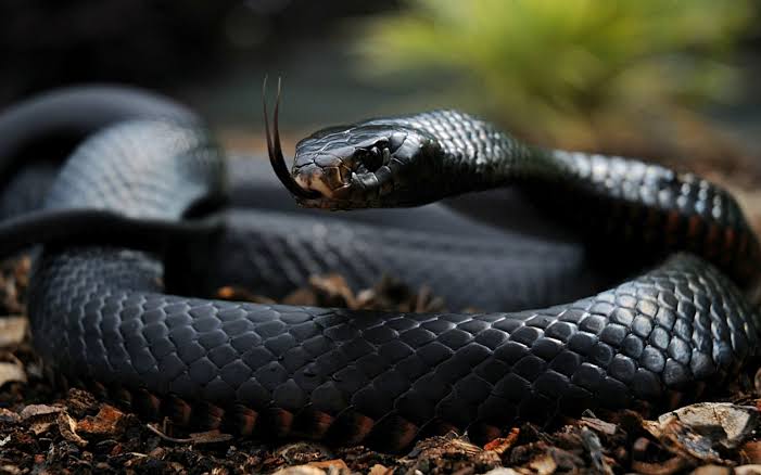 Tension in Daneji Quarters, Kano, as Snake Escapes From Ex-AGF Ahmad Idris’ House