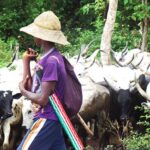 Benue: Court Jails Herdsman 4 Years For Breaching Anti-open Grazing Law