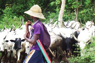Benue: Court Jails Herdsman 4 Years For Breaching Anti-open Grazing Law