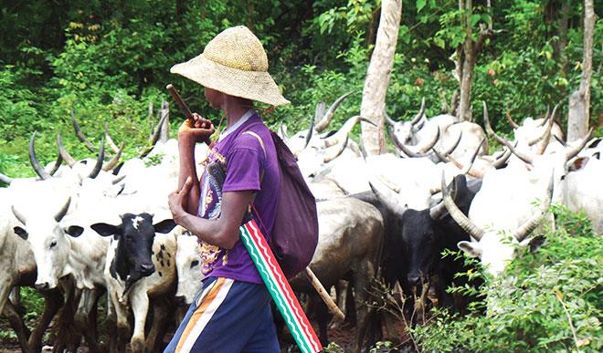 Benue: Court Jails Herdsman 4 Years For Breaching Anti-open Grazing Law