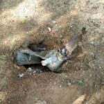 Tragedy Strikes As Grenade Explosion K!lls Three Children In Borno
