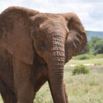 Tusks of terror: Elephant attacks leave Ogun community on edge