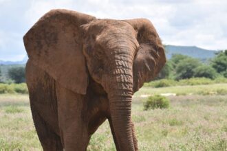 Tusks of terror: Elephant attacks leave Ogun community on edge