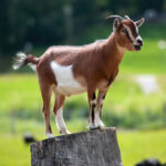 Pastor sparks reactions after burn!ng live goat during church service (WATCH)