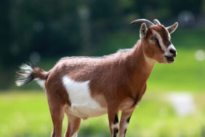 Pastor sparks reactions after burn!ng live goat during church service (WATCH)