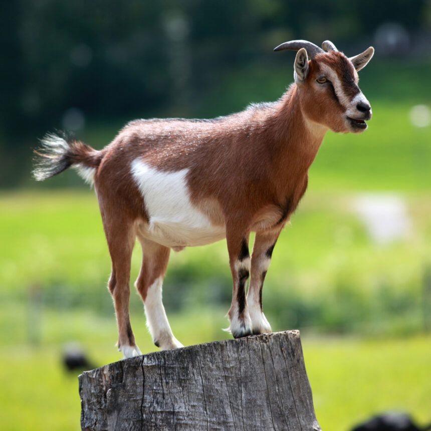 Pastor sparks reactions after burn!ng live goat during church service (WATCH)