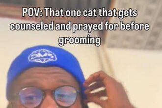 “This one has serious pride” – Groomer Shares How He Has to Soothe a Cat Before Trimming Its Hair (WATCH)