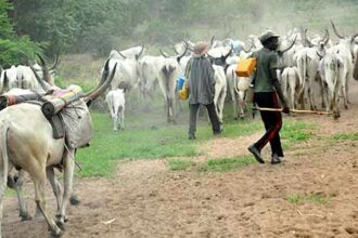 “Permit Revoked” — Cross River Govt Cancels Miyetti Allah Cattle Movement Approval, Orders Security Enforcement