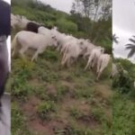 ‘These people are just being evil’ — Ogun man cries out after Fulani herdsmen destroy his farm with cattles