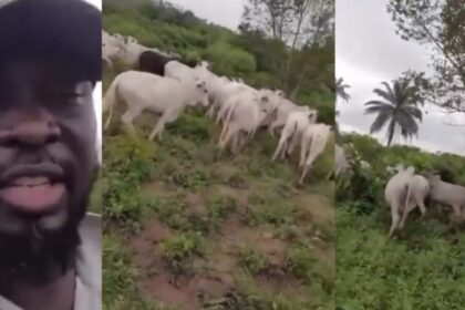 ‘These people are just being evil’ — Ogun man cries out after Fulani herdsmen destroy his farm with cattles