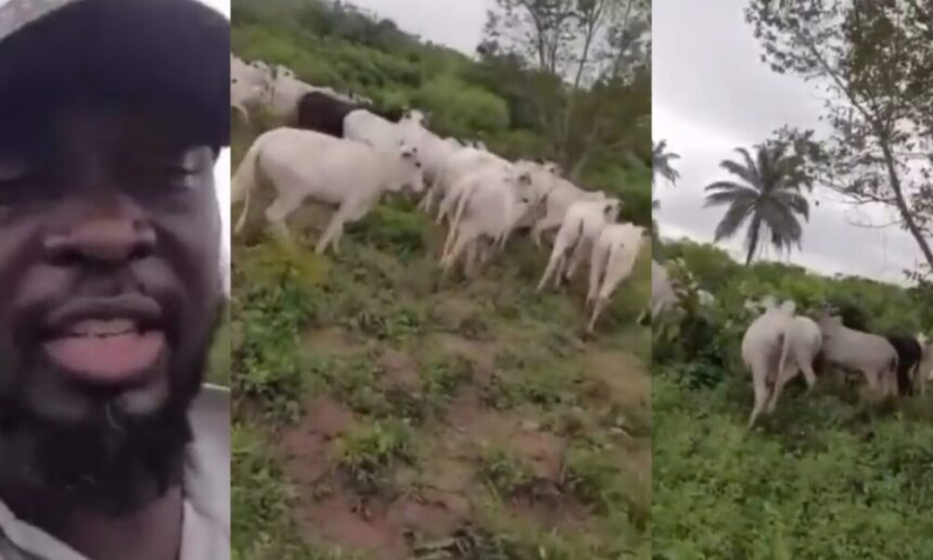 ‘These people are just being evil’ — Ogun man cries out after Fulani herdsmen destroy his farm with cattles