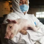 African swine fever outbreak reported near Barcelona