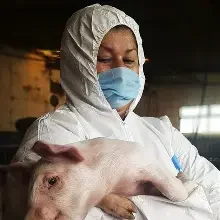 African swine fever outbreak reported near Barcelona