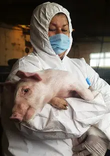 African swine fever outbreak reported near Barcelona