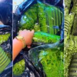 Bride-to-be cries out as none of her friends buy her Asoebi, says she can’t believe her friends did this to her