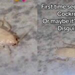 “I thought it is an angel” – Lady reacts after seeing albino cockroach for the first time