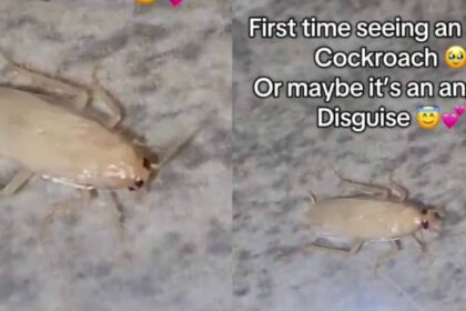 “I thought it is an angel” – Lady reacts after seeing albino cockroach for the first time