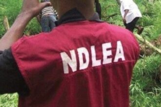 NDLEA arrests ‘Gamboli’, alleged major drug supplier to bandits