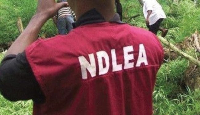 NDLEA arrests ‘Gamboli’, alleged major drug supplier to bandits