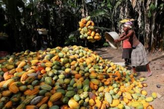 Cocoa Jumps 24% Month-to-date In May As Farmers Protests