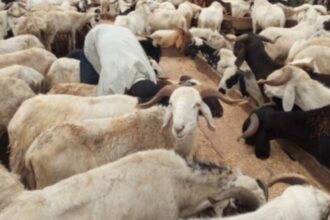 Eid-el-Kabir: Lagos govt bans sale of rams on highways