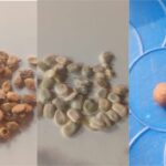 Backstreet abortion: How ‘Egusi Aije’ ruins lives, destroys women’s future in Ogun