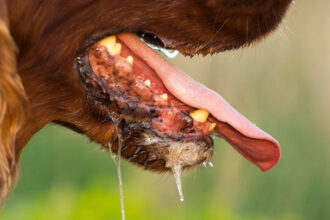 FCTA confirms 8 rabies cases, 2 deaths, issues alert