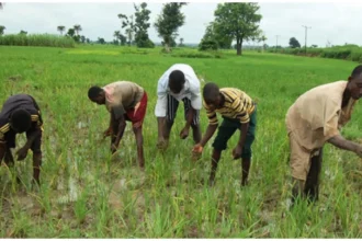 Gombe farmers raise alarm over erratic rainfall