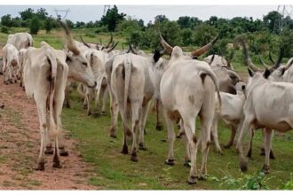 Jigawa residents foil attempted cattle rustling