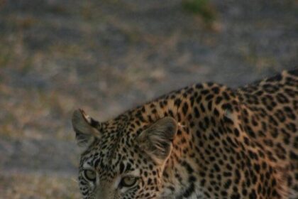 Man Barely Escapes With His Life After Leopard Walks Into A Liquor Store