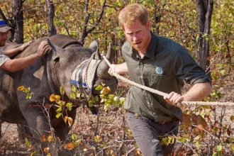 Prince harry